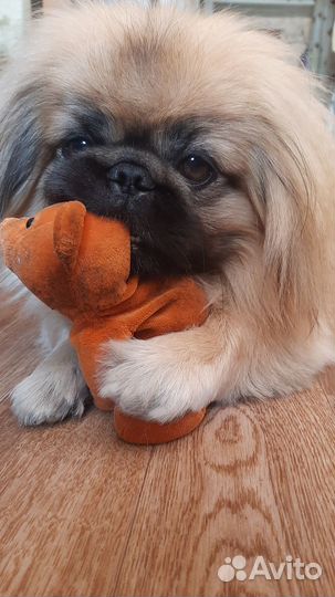 Вязка пекинес