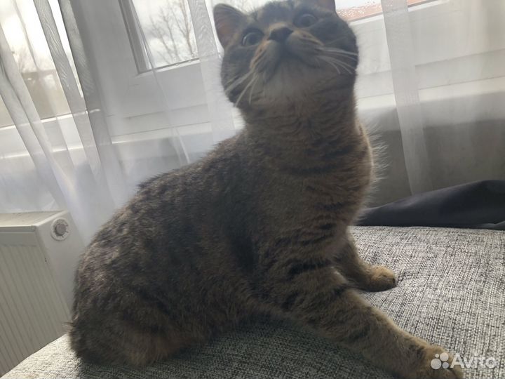 Кошки в добрые руки бесплатно