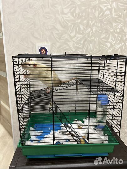 Крыса с клеткой