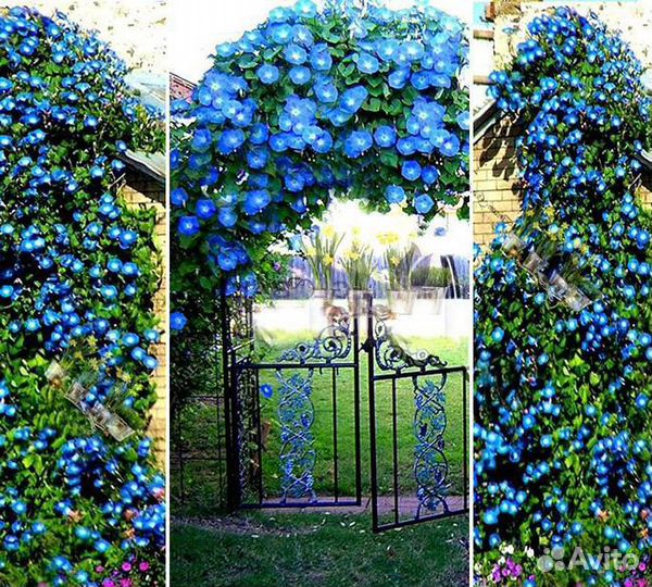 Ипомея семена. Вьюнок