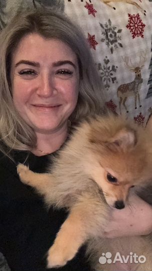 Маленькая собака шпиц