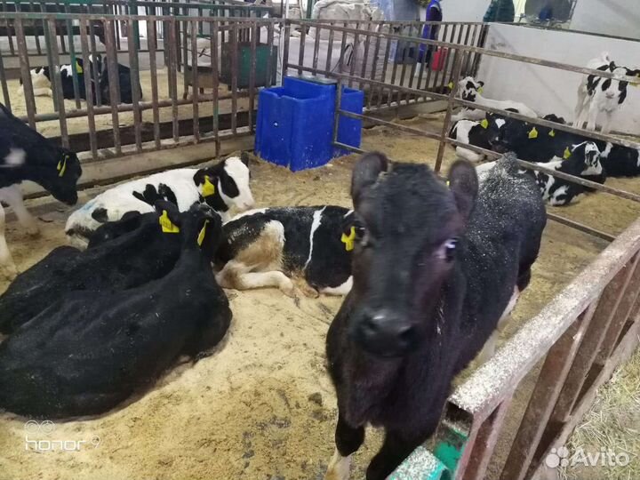 Телочки и бычки породистые