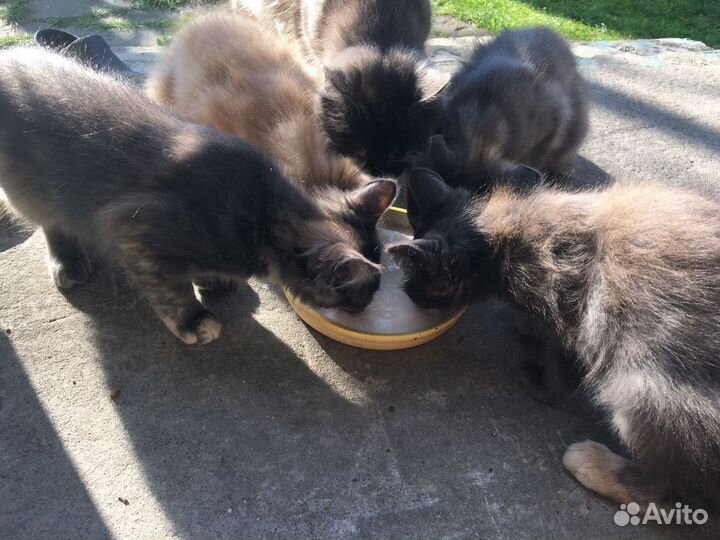 Дачники уехали бросив котят SOS