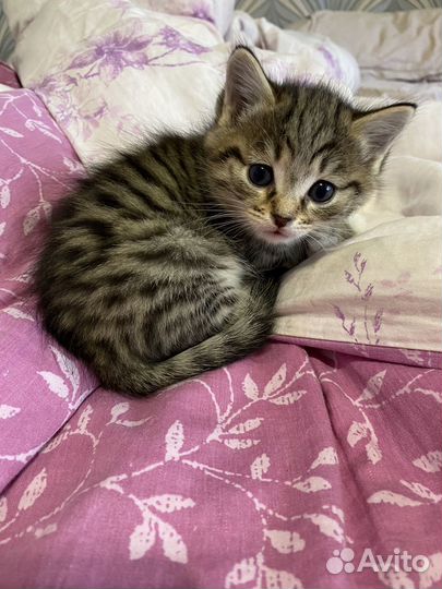 Котята от домашней кошки