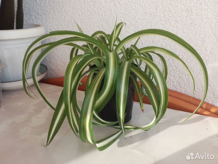 Хлорофитум Бонни (кудрявый)