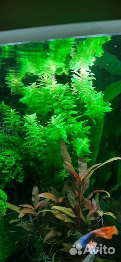 Мох феникс,ротала макранда грин, аквариум 50л