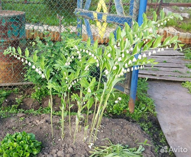 Купена - садовый ландыш