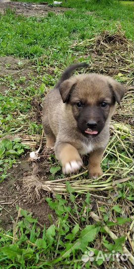 Собака в добрые руки отдам бесплатно