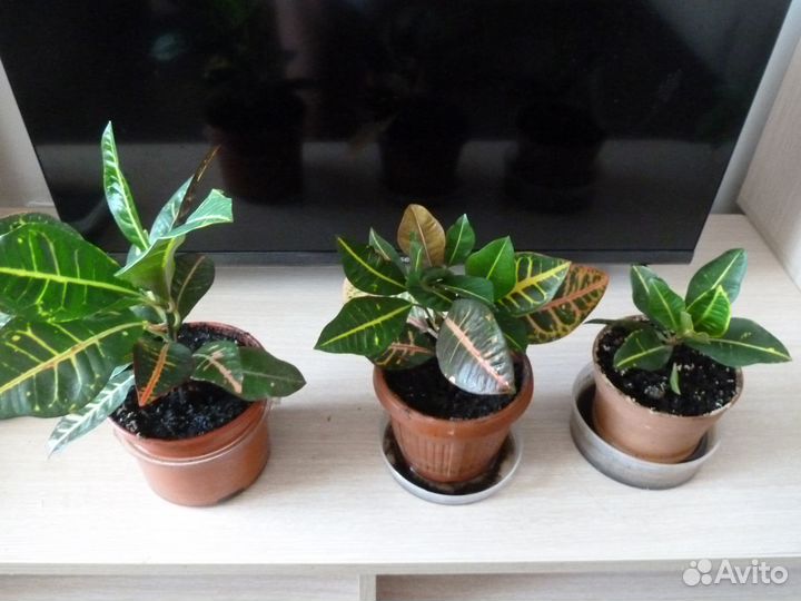 Кодиеум кротон Петра, Папоротник