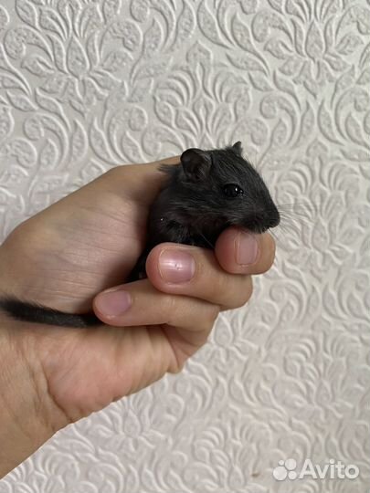 Монгольская песчанка