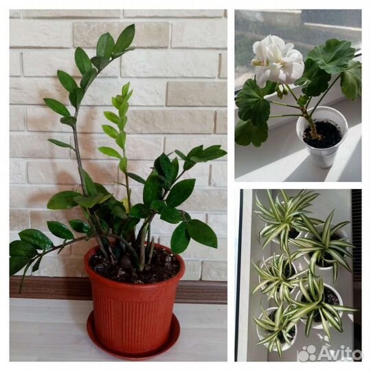 Доллоровое дерево. Аллое вера. Пеларгония