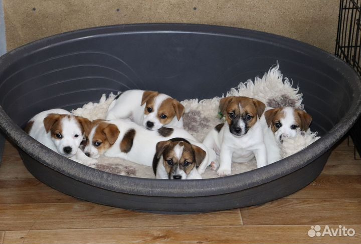 Джек Рассел терьер