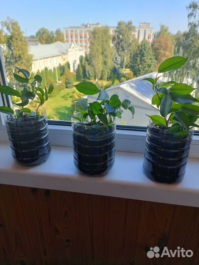 Фикус бенджамина