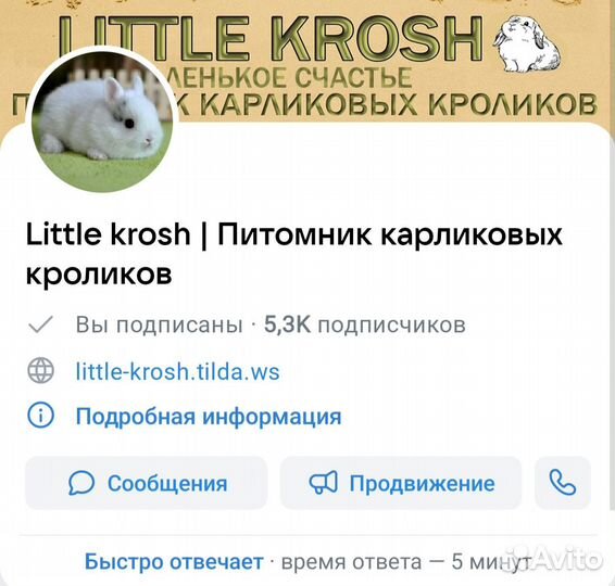 Доставка пушистого друга за 15оо в СПб