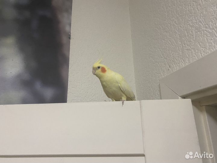 Попугаи карелла мальчик и девочка