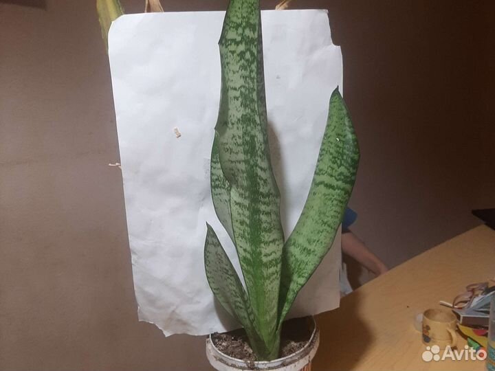 Сансевиерия