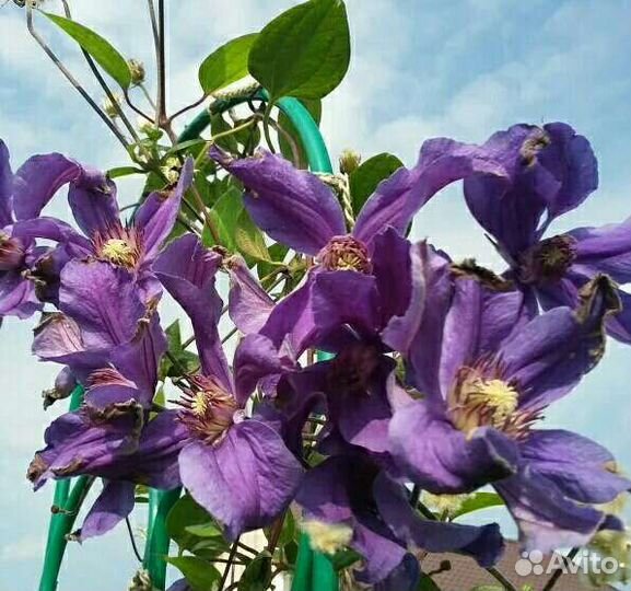 Клематис Сизая Птица