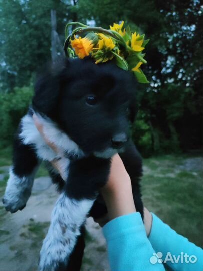 Собака в добрые руки щенок