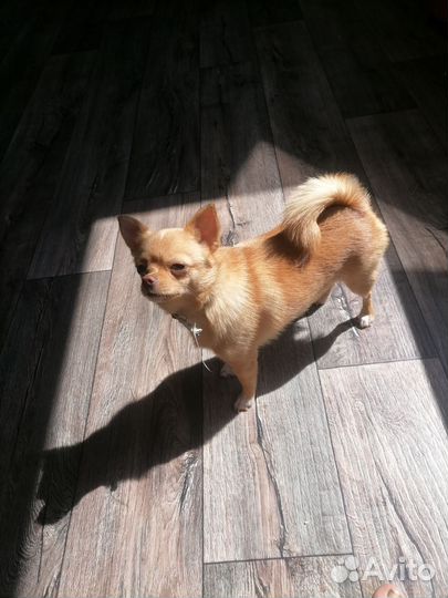 Продам собачку чиха- хуа девочка возраст 1 год