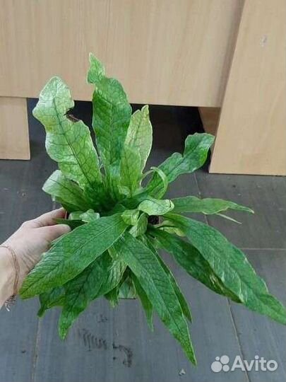 Папоротник Микросорум Крокодиллум