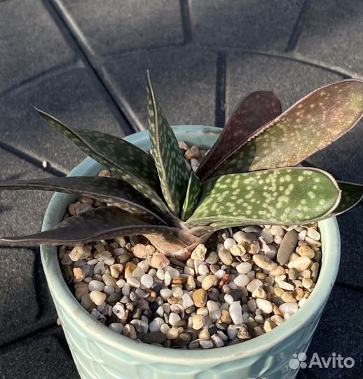 Гастерия вариегатная