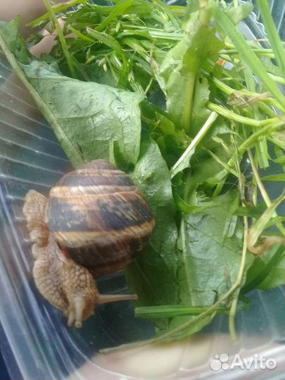 Виноградная улитка