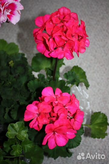 Пеларгонии