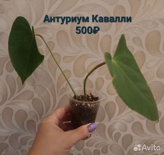 Антуриум Кавалли