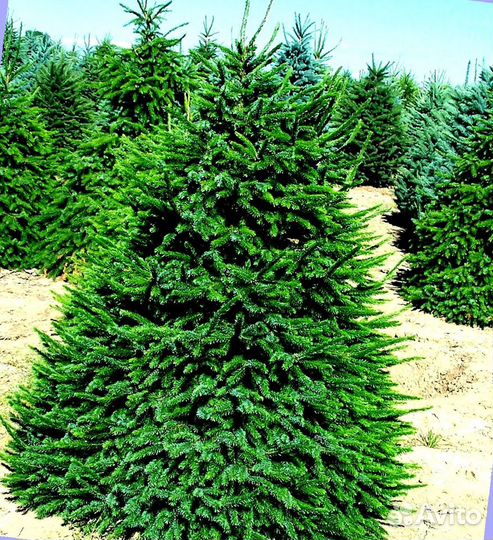 Ель Голубая из питомника с доставкой