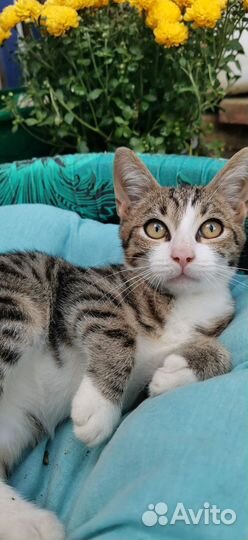 Очень ласковый котенок мальчик