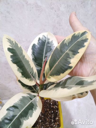 Фикус тинеке