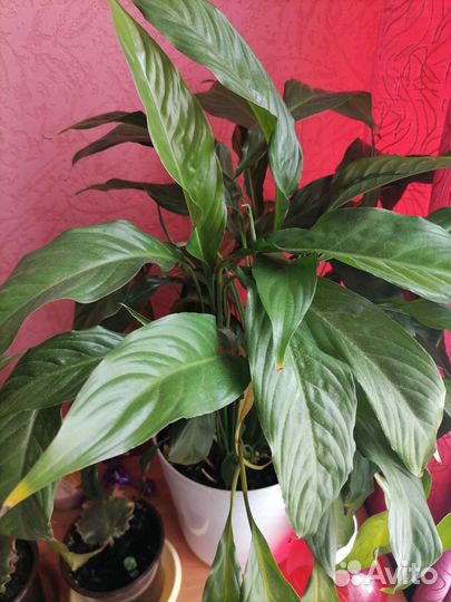 Спатифиллум