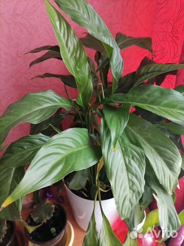 Спатифиллум