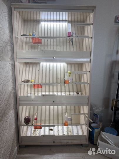 Чехи ввп выставочные волнистые попугаи