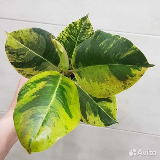 Фикусы шривериана, триангулярис