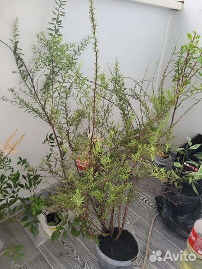 Спирея серая грефшейм