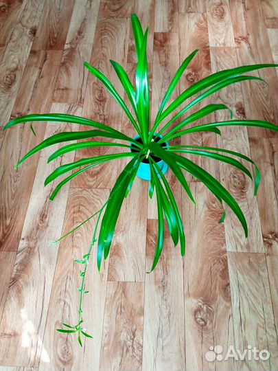 Хлорофитум