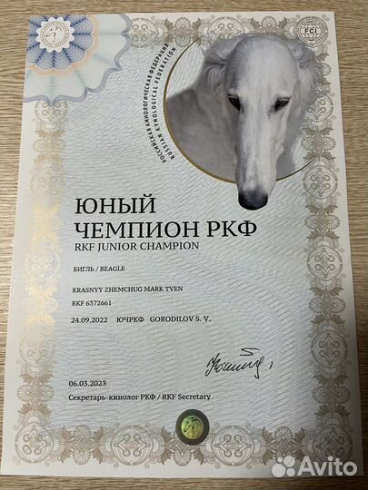 Вязка кобеля бигля