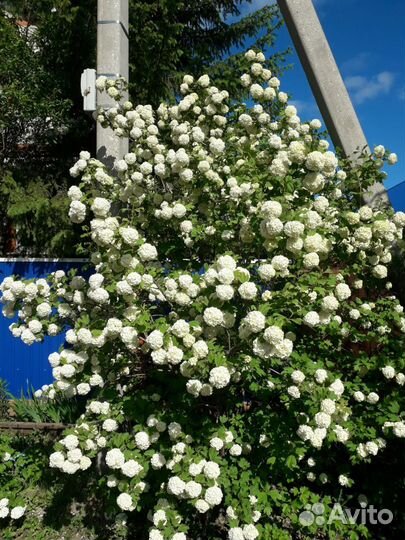 Саженцы винограда, калины, гортензии, многолетники