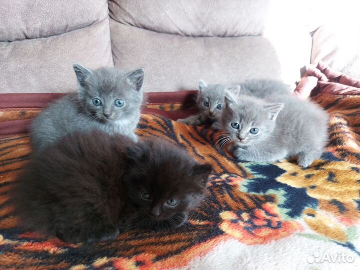 Котята в добрые руки бесплатно