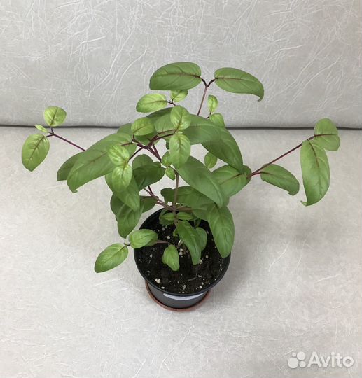 Фуксия сортовая Maxima