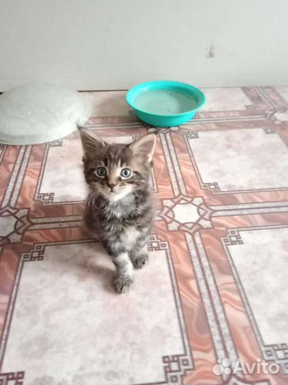 Котята мейн-кун