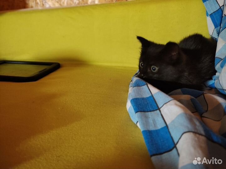 Черный котёнок ищет дом
