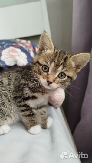 Котёнок - девочка