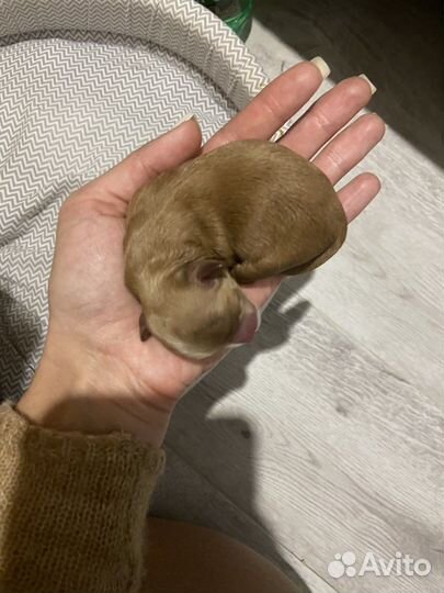 Мальтипу f1 микро детки