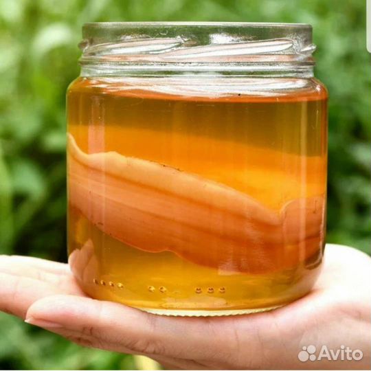 Чайный гриб комбуча