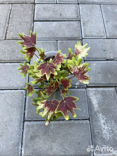 Пеларгония стеллар Vancouver Centennial