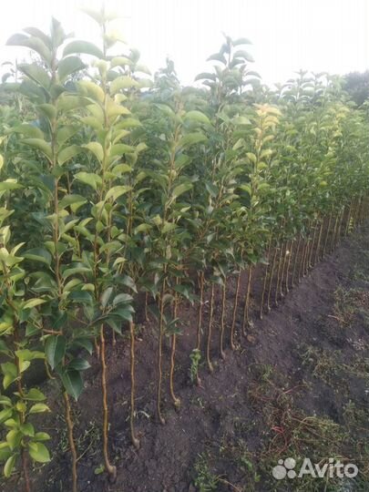 Саженцы плодовых деревьев
