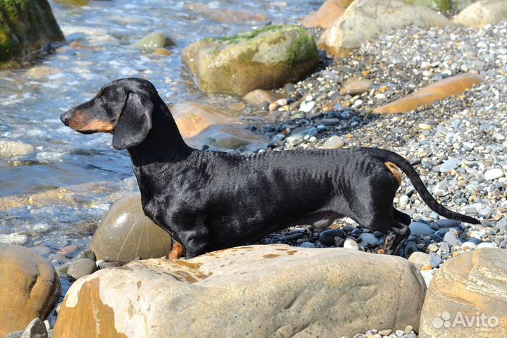 Кобель стандартной гладкошерстной таксы на вязку