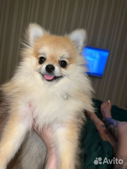 Случка собак